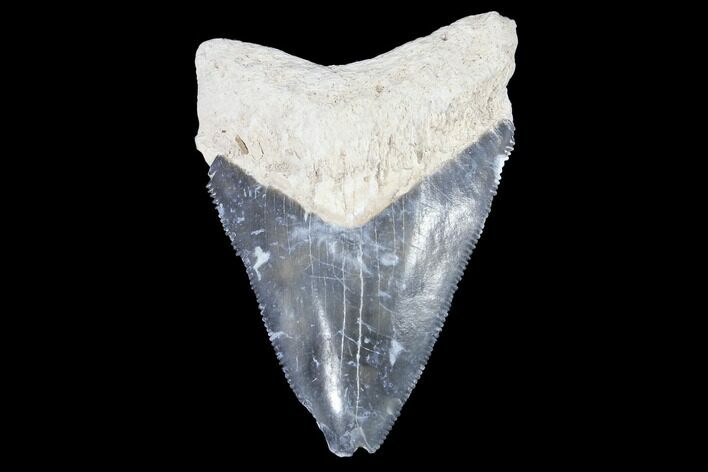 Serrated, Bone Valley Megalodon Tooth - Florida #99871